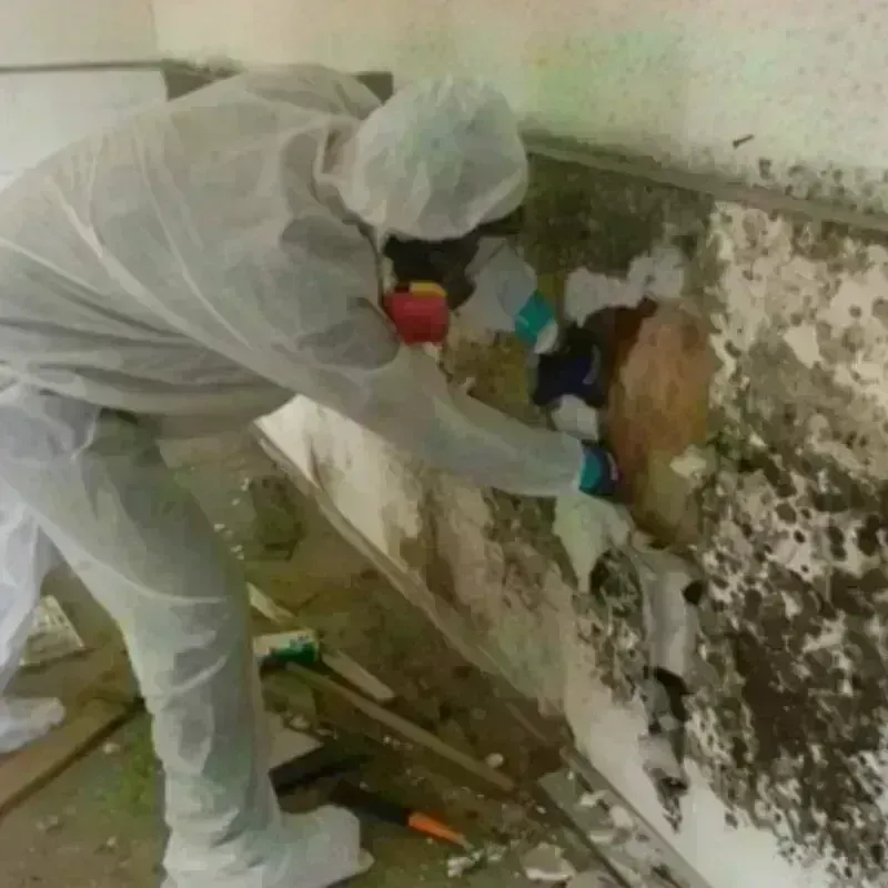 Mold Remediation and Removal in Holiday Shores, IL